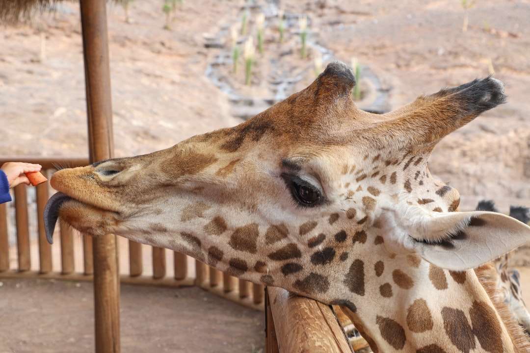 braune Giraffe, die auf braunem Holzboden liegt Puzzlespiel online