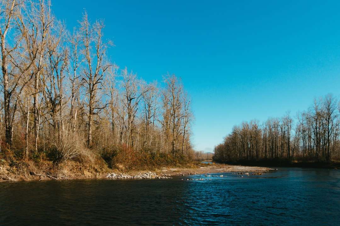 коричневі дерева біля річки під блакитним небом вдень онлайн пазл