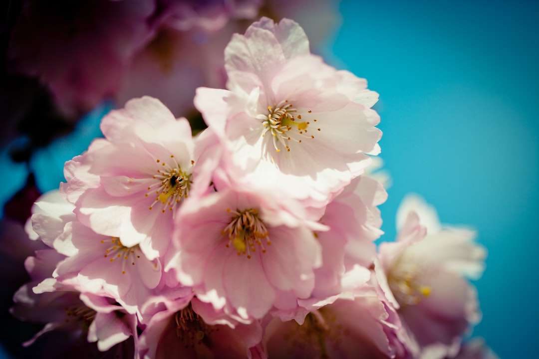 бяло и лилаво цвете при фотография отблизо онлайн пъзел
