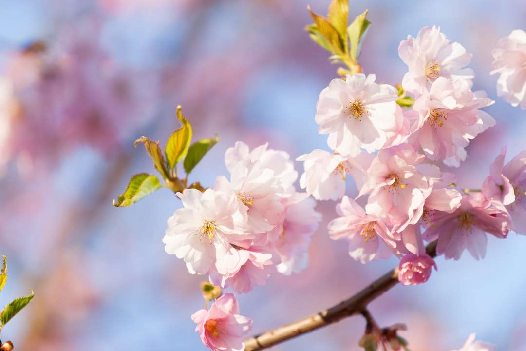weiße und rosa Kirschblüte in Nahaufnahmefotografie Puzzlespiel online