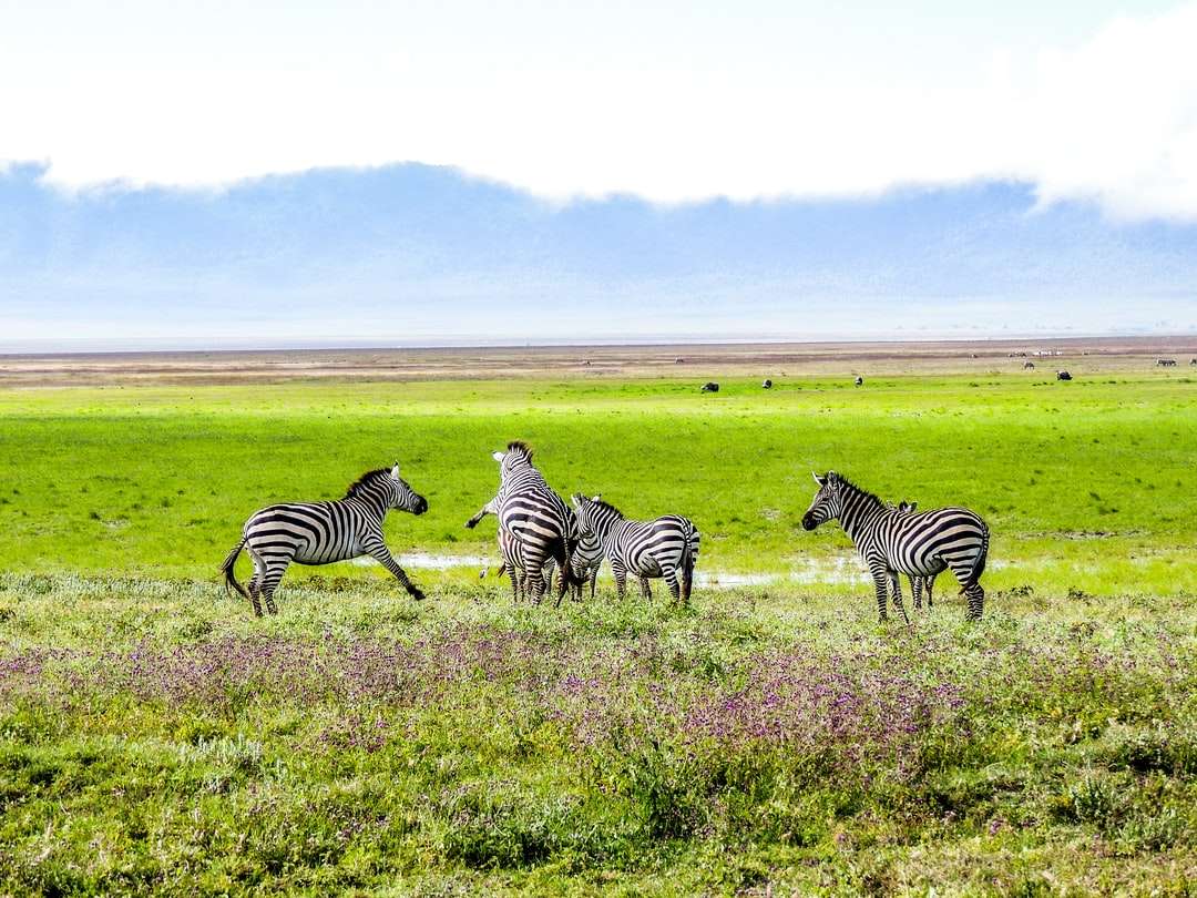 zebra på fältet för grönt gräs under dagtid Pussel online