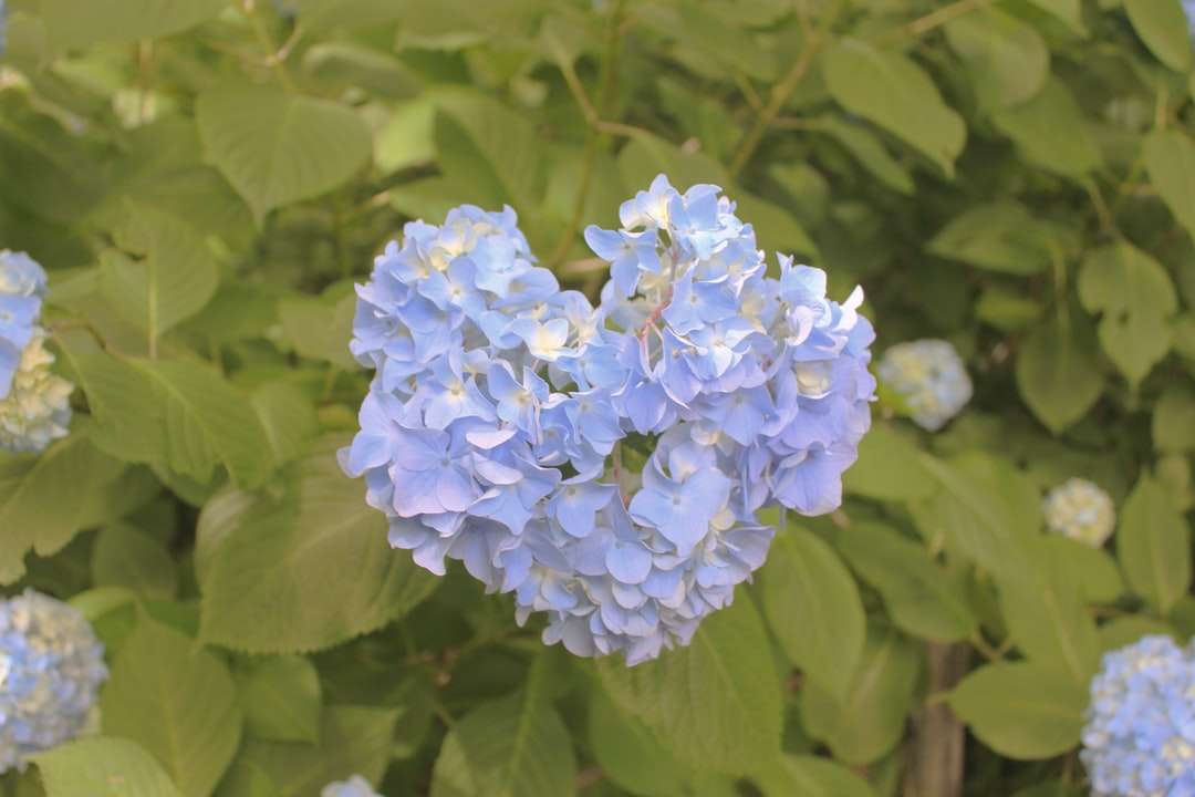 flor azul e branca em fotografia de perto puzzle online