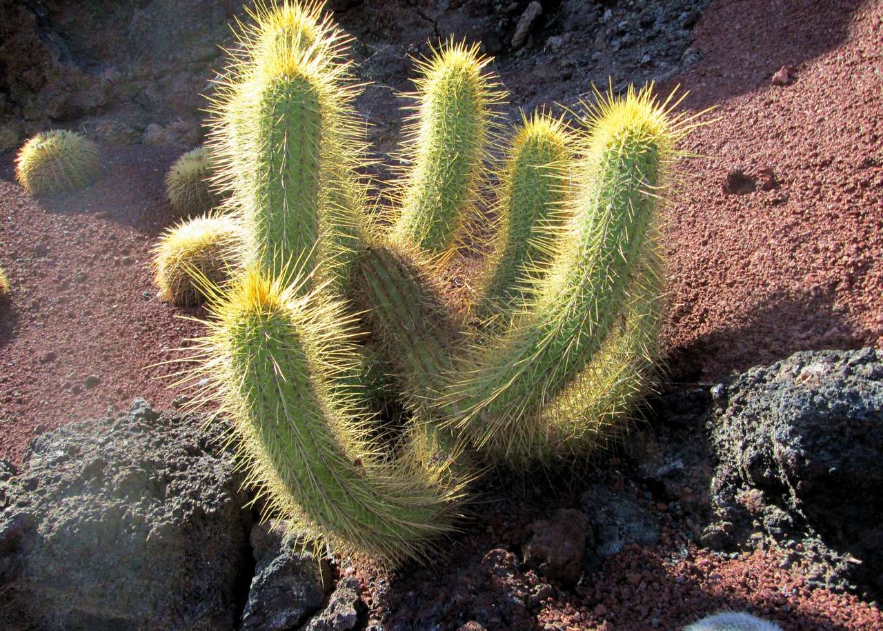Kaktus på stenen pussel på nätet