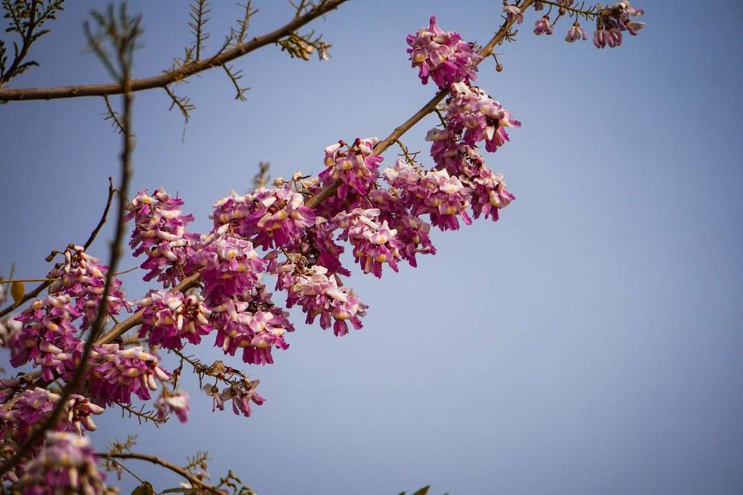 roze en witte bloem onder blauwe hemel overdag online puzzel