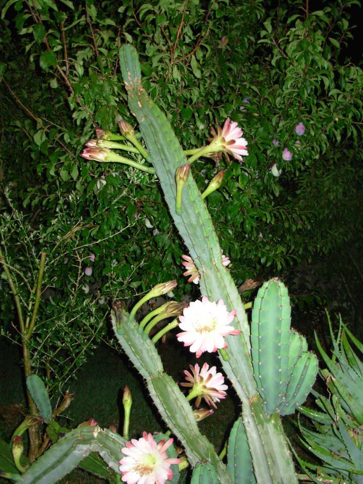 Flores de cactus rompecabezas en línea