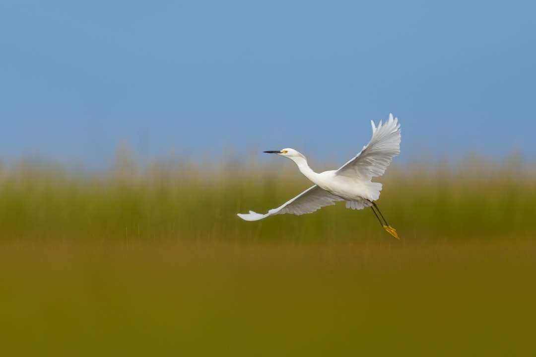 λευκό πουλί που πετά πάνω από τη λίμνη κατά τη διάρκεια της ημέρας παζλ online