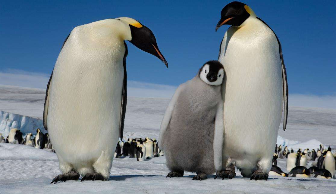 Pingviner Pussel online