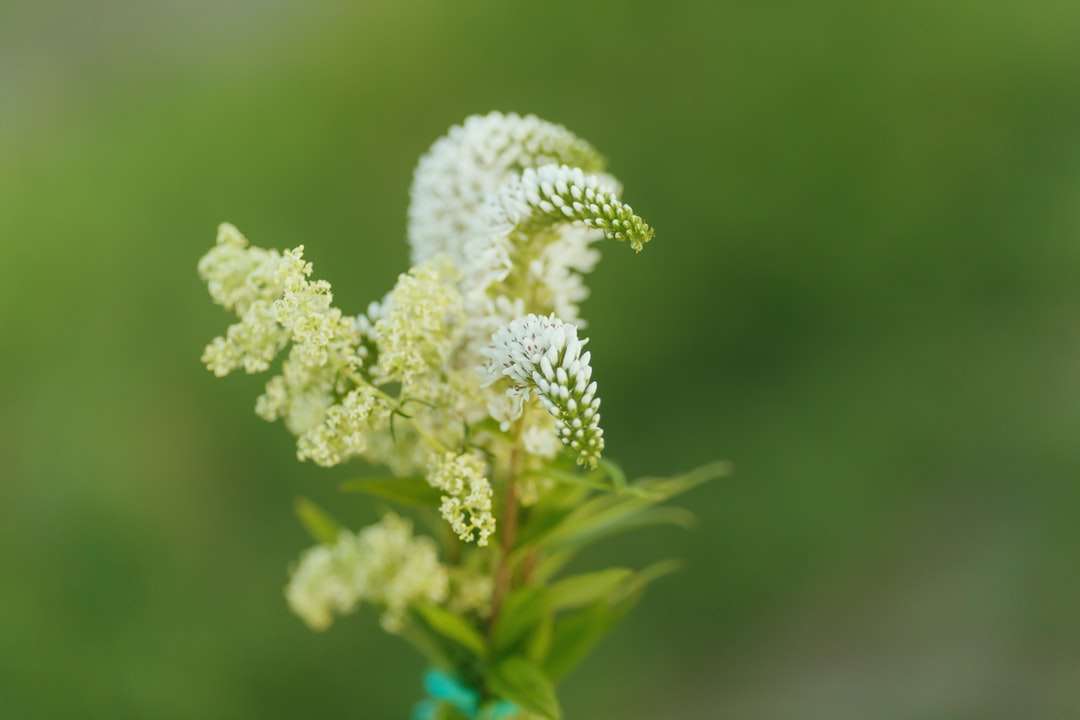 flor blanca en lente de cambio de inclinación rompecabezas en línea