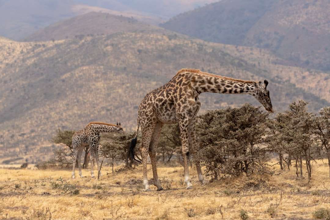 hnědá a černá žirafa na poli hnědé trávy během dne skládačky online