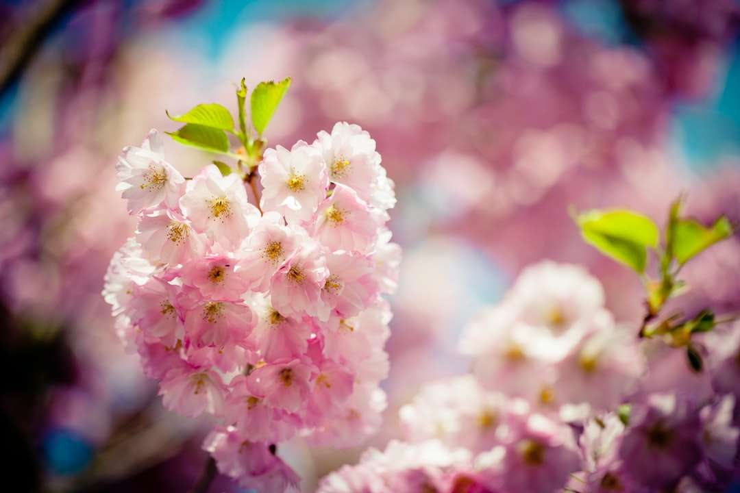 розово и бяло цвете в макро изстрел онлайн пъзел