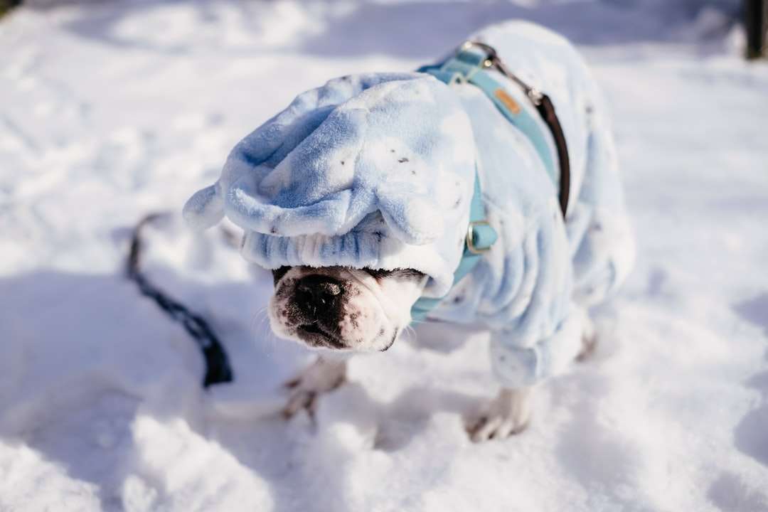 barna és fehér angol bulldog a hóval borított talajon online puzzle