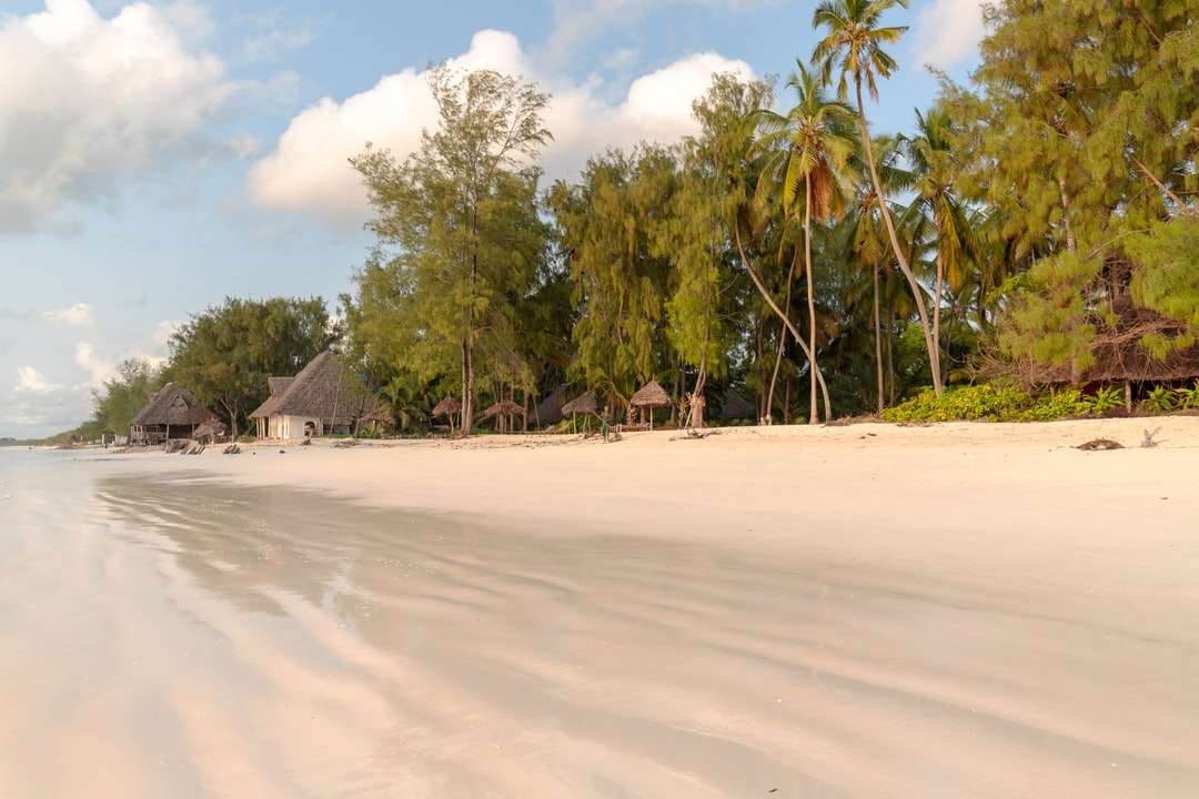 fehér és szürke ház pálmafák közelében a strandon napközben online puzzle