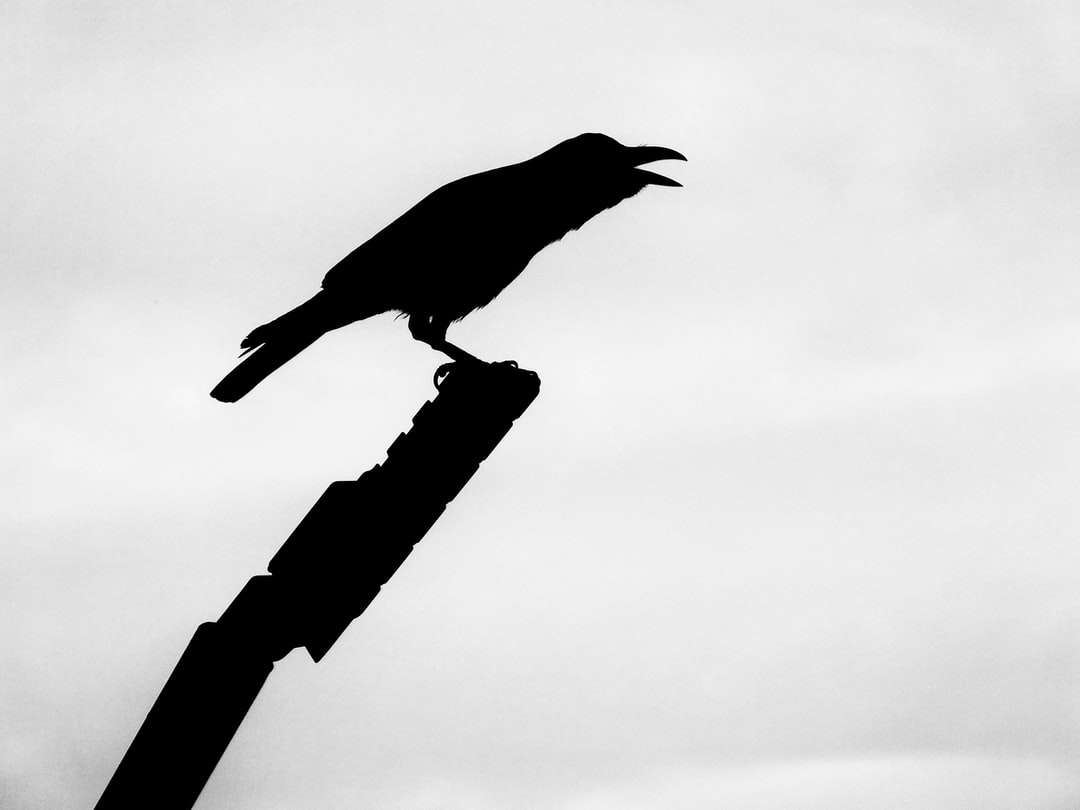 svart fågel på brun trästolpe Pussel online