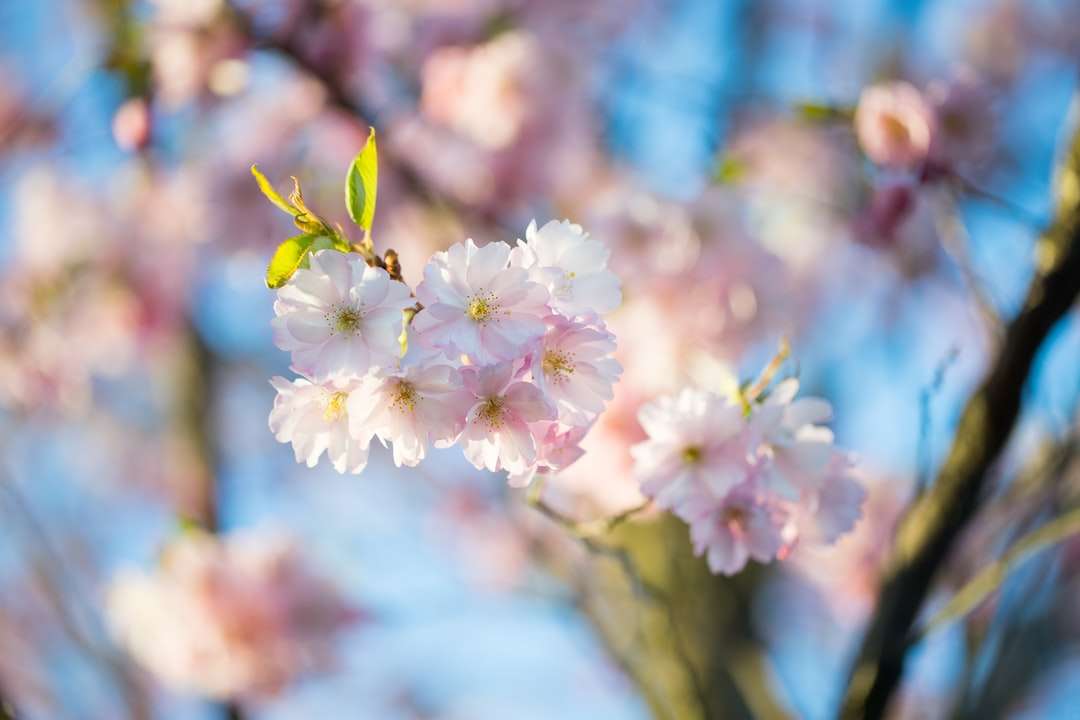 weiße und rosa Kirschblüte in Nahaufnahmefotografie Puzzlespiel online