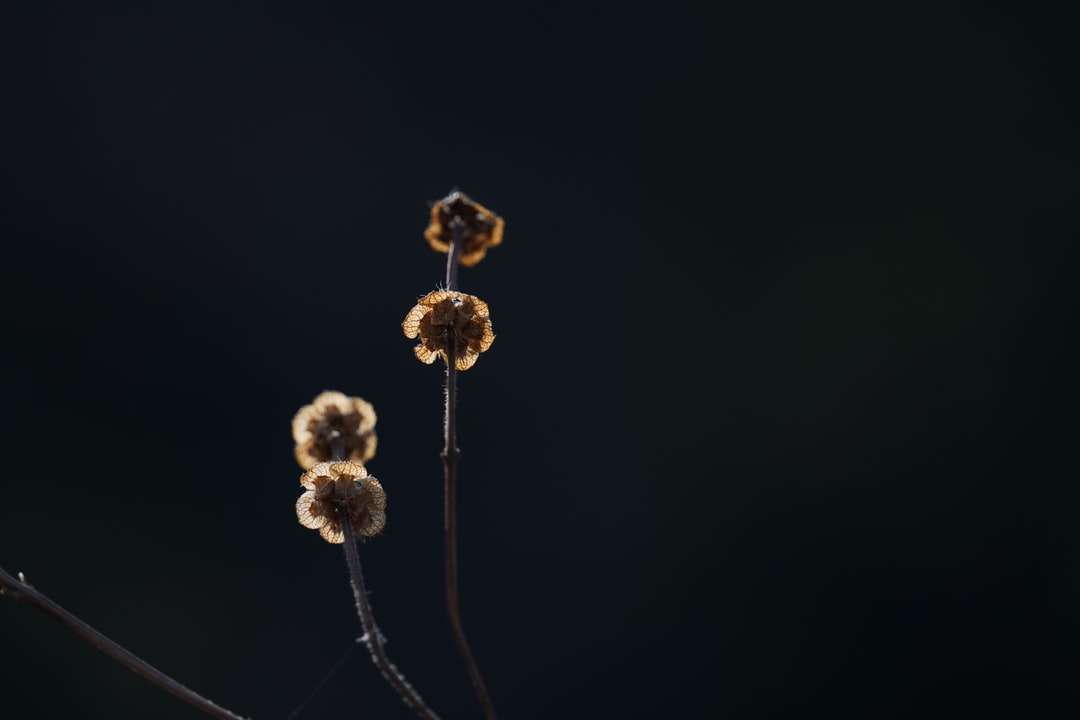 fiore marrone e bianco su sfondo nero puzzle online