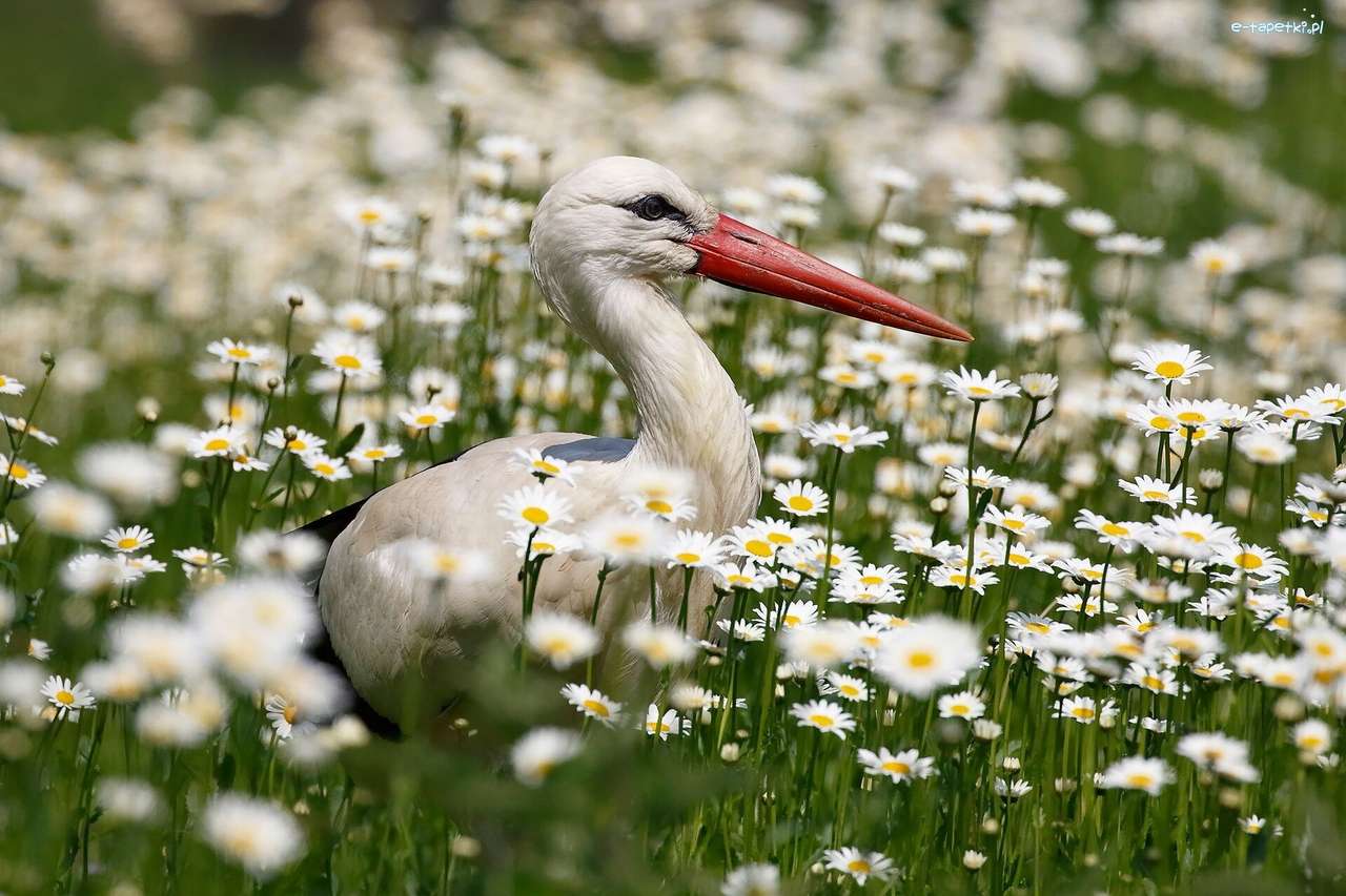 stork i en blommaäng Pussel online