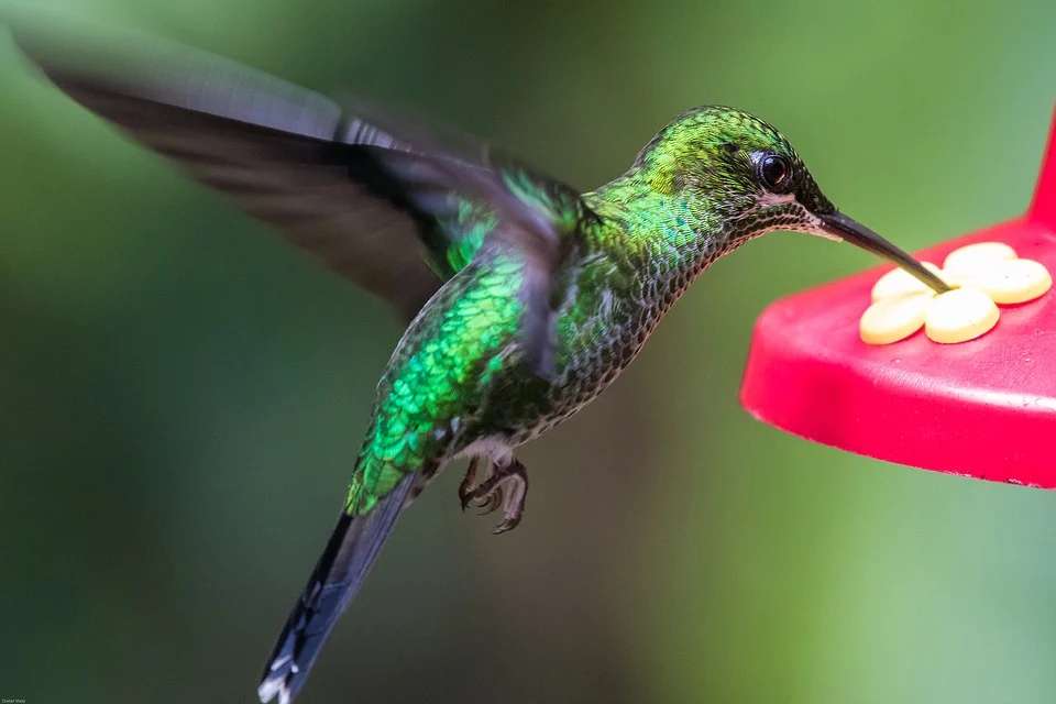kolibřík... skládačky online