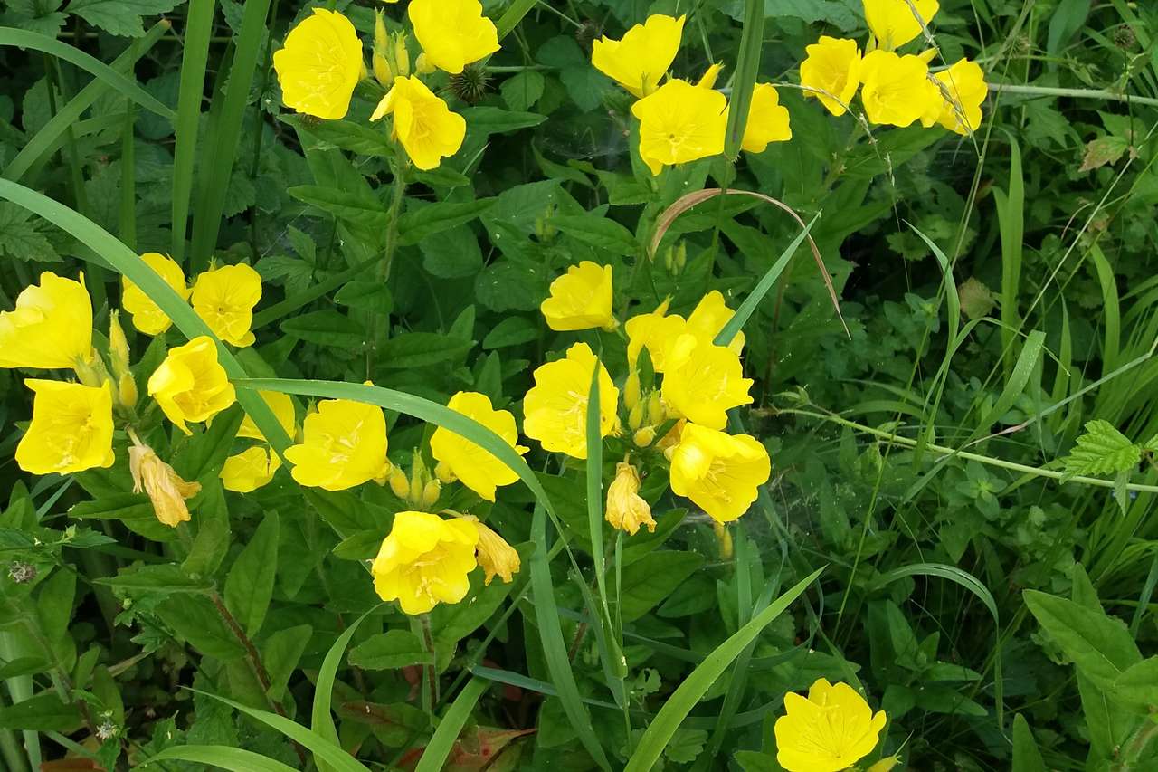жълти цветя върху зелена трева онлайн пъзел