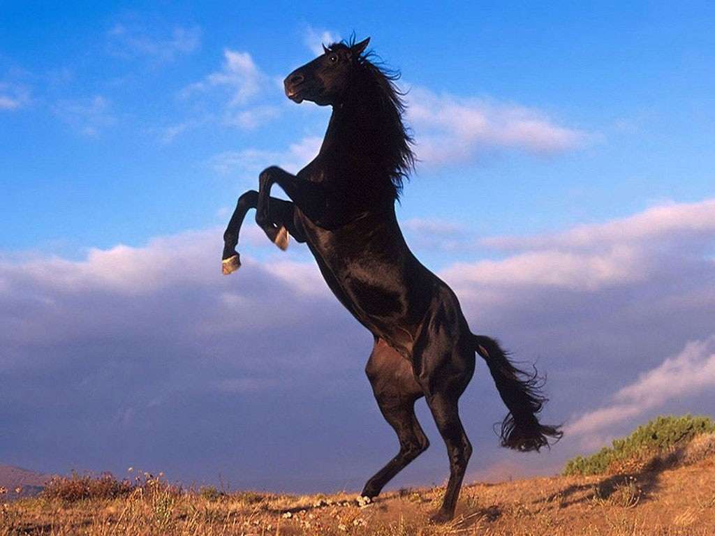 Tájkép egy lóval. online puzzle