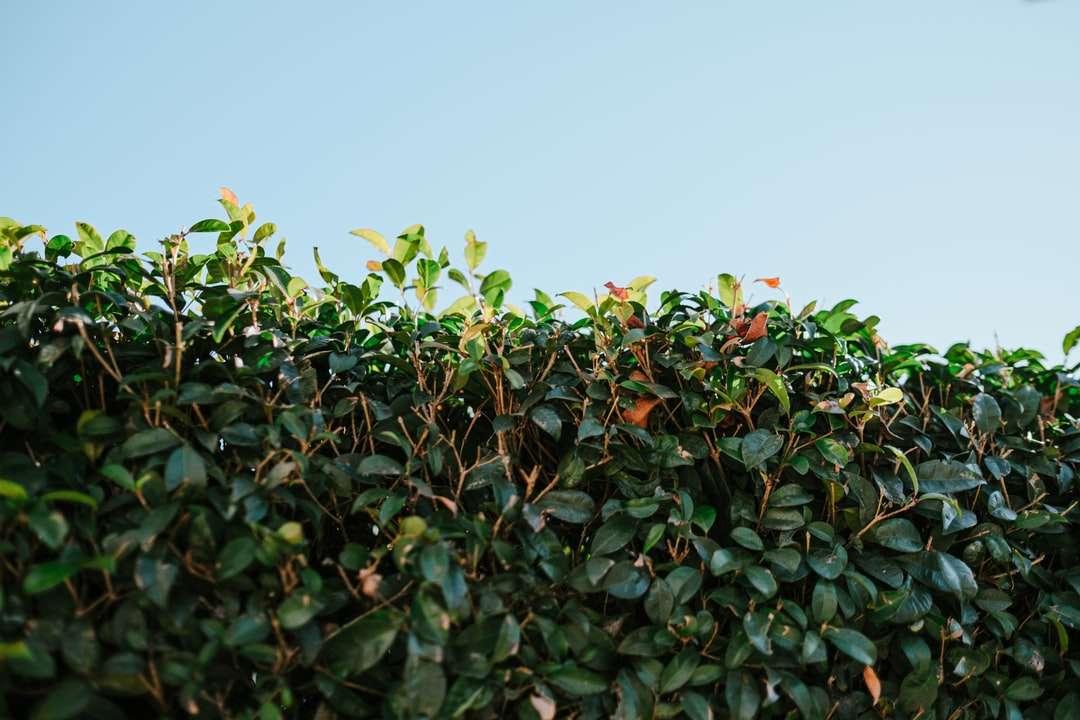 gröna blad under blå himmel under dagtid pussel på nätet