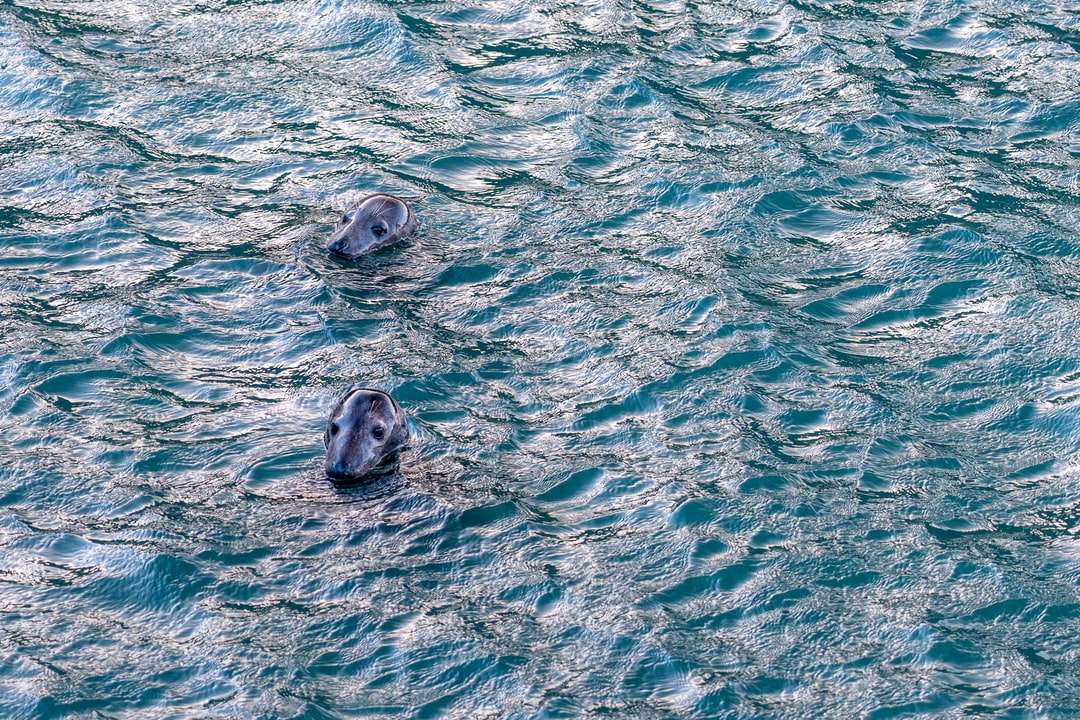 3 leões marinhos na água puzzle online