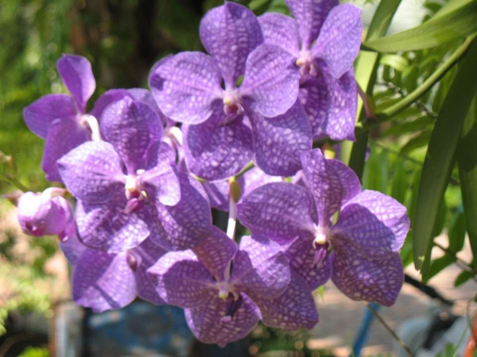 Floarea de orhidee puzzle online