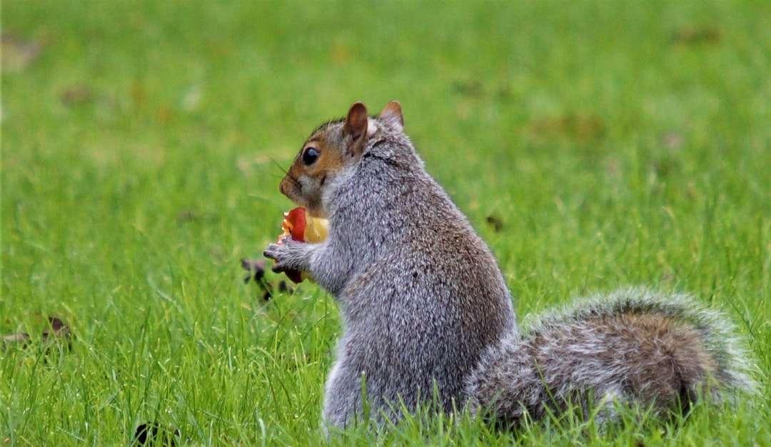 scoiattolo grigio e marrone su erba verde durante il giorno puzzle online