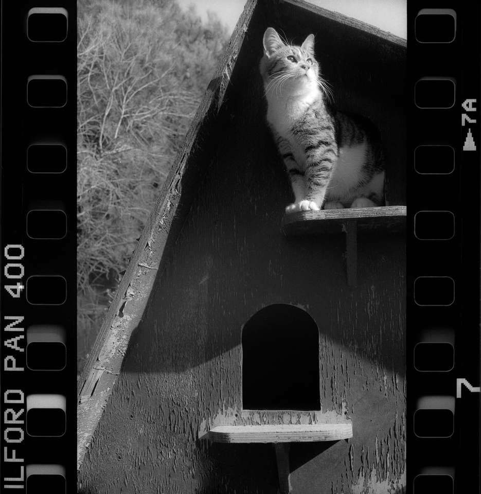 kočka na dřevěném žebříku ve stupních šedi skládačky online