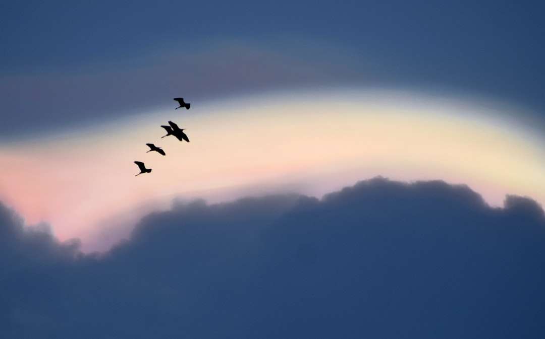fåglar som flyger över molnen under dagtid pussel på nätet