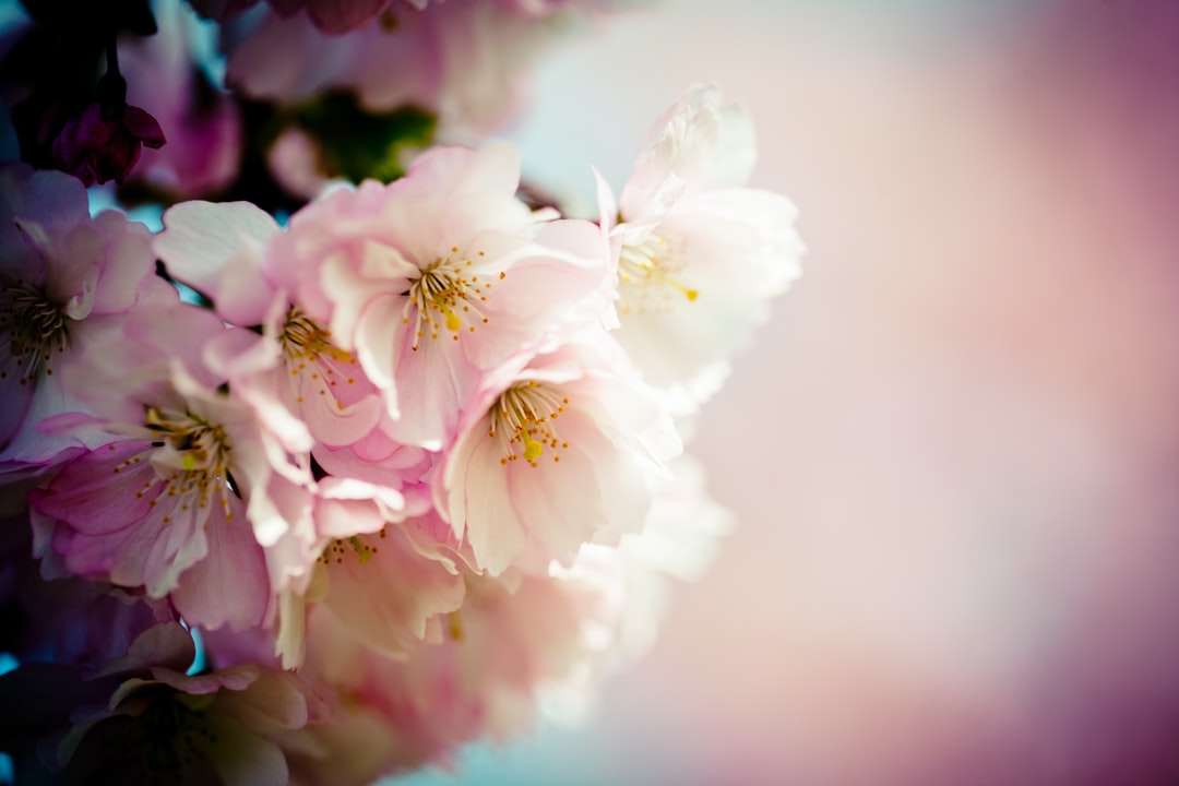 vit och rosa körsbärsblom i närbildfotografering Pussel online