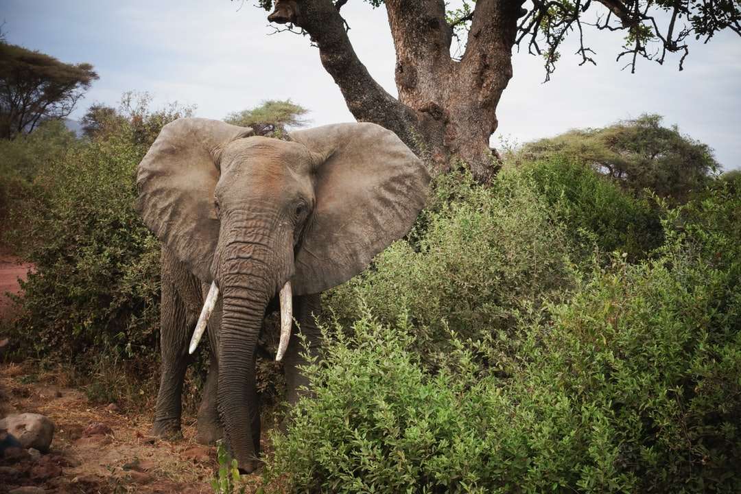 elefante marrón cerca del árbol de hoja verde durante el día rompecabezas en línea