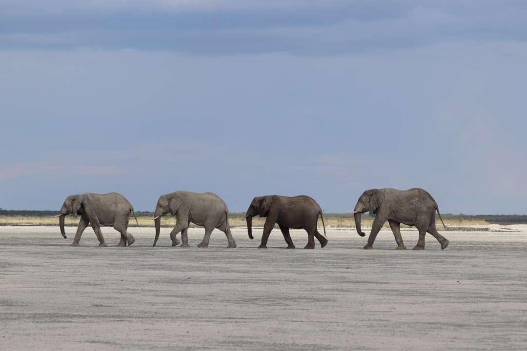 grupp elefant som går på snötäckt fält Pussel online