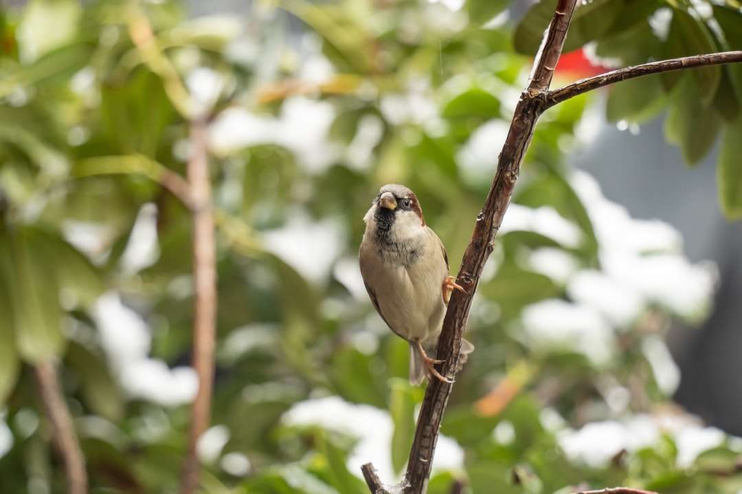 bílý a černý pták na hnědé větvi stromu během dne skládačky online