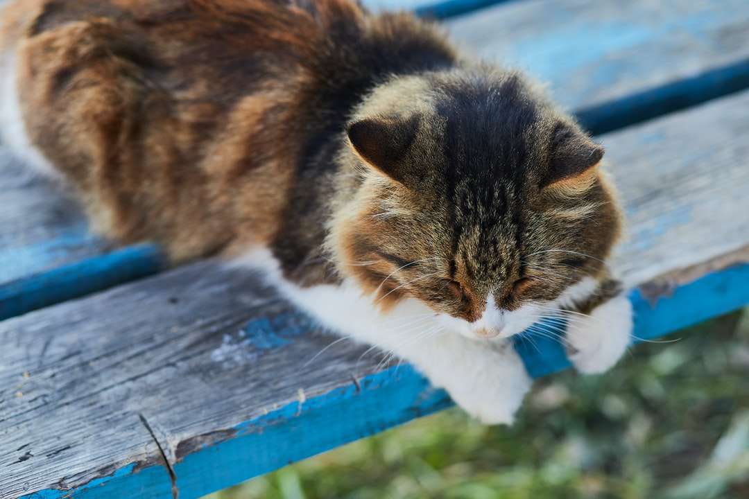Gato marrón y blanco sobre tabla de madera azul rompecabezas en línea