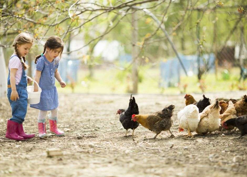 děti krmící kuřata skládačky online