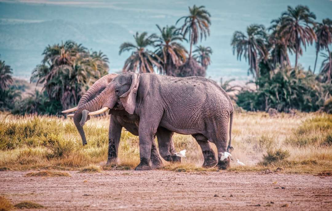elefánt nappali barna füves területen sétál kirakós online