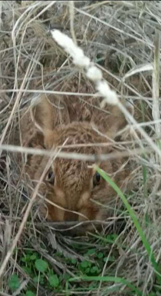 Кролик спрятался в поле. пазл онлайн