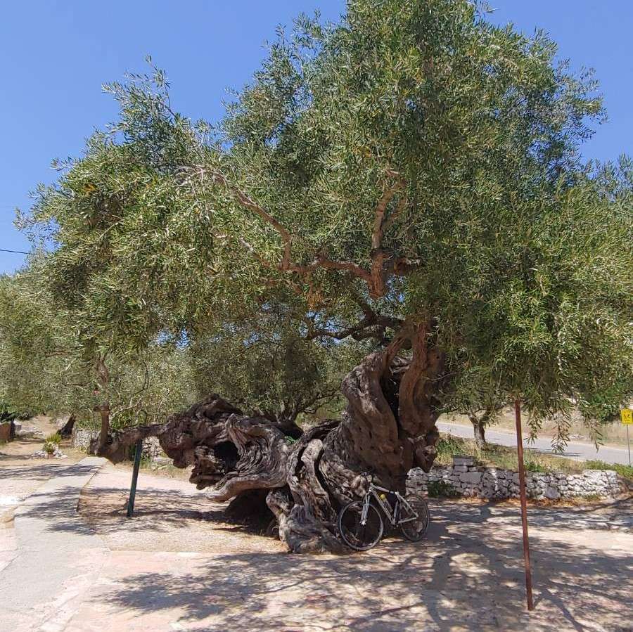 старе оливкове дерево онлайн пазл