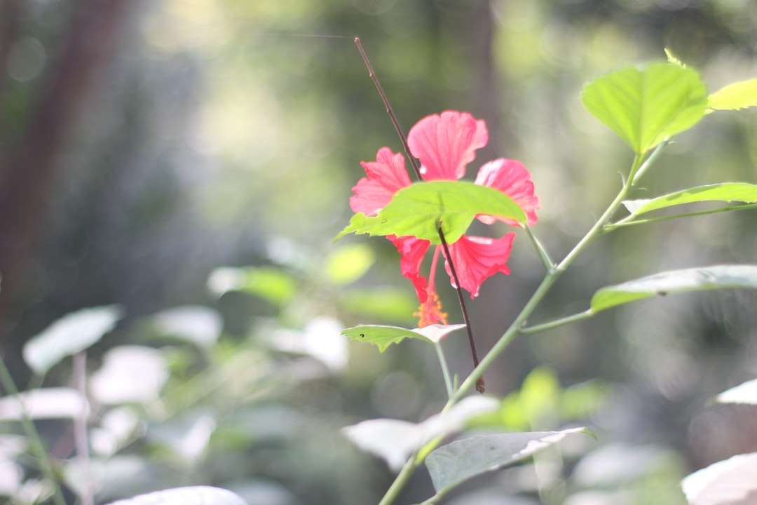 rode bloem in tilt-shift lens online puzzel