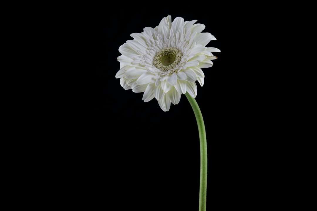 vit blomma med grön stam pussel på nätet