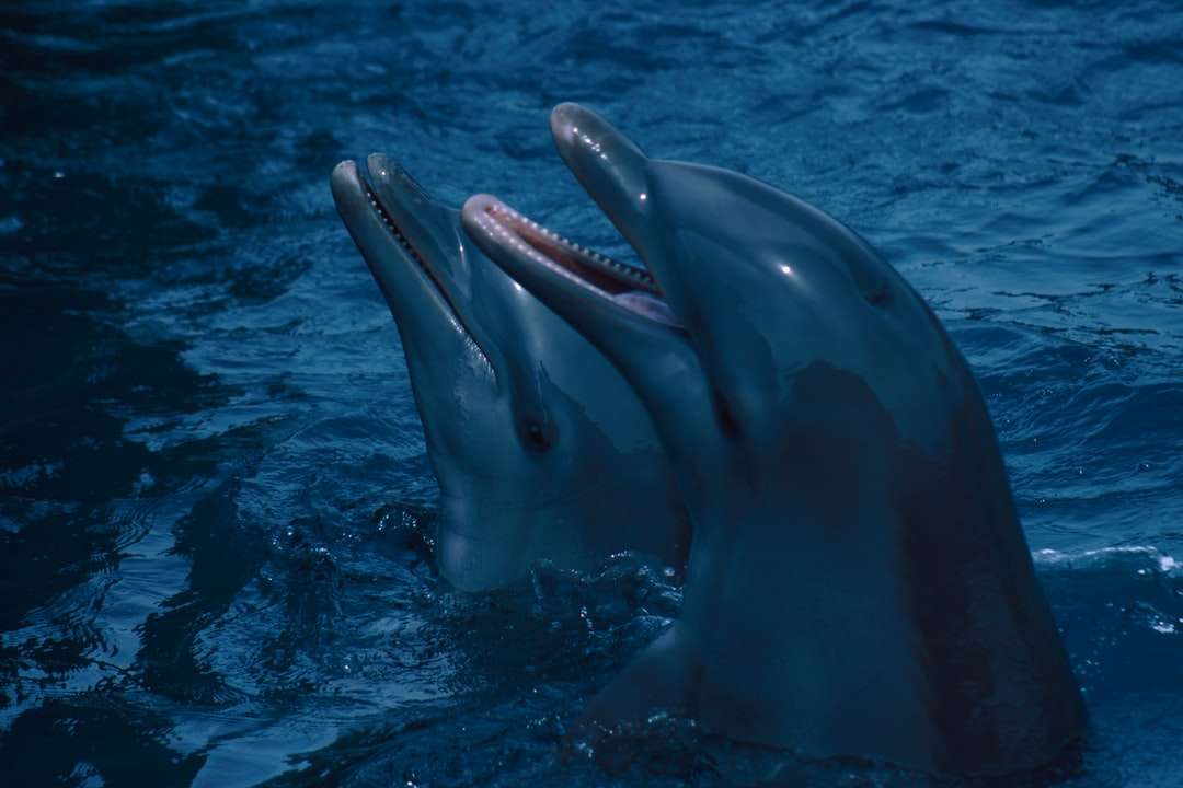 δελφίνι στο σώμα του νερού κατά τη διάρκεια της ημέρας online παζλ