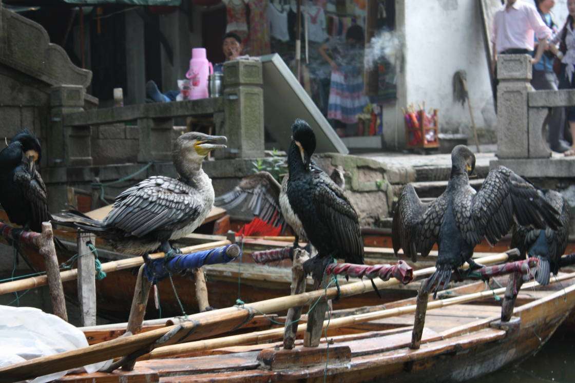 Cormoranes en Suzhou rompecabezas en línea