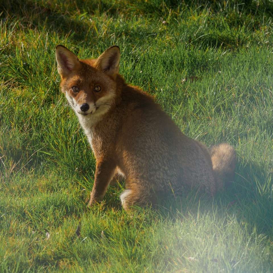 raposa marrom em campo de grama verde durante o dia quebra-cabeças online