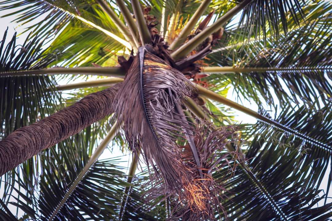 grön palmträd under dagtid Pussel online