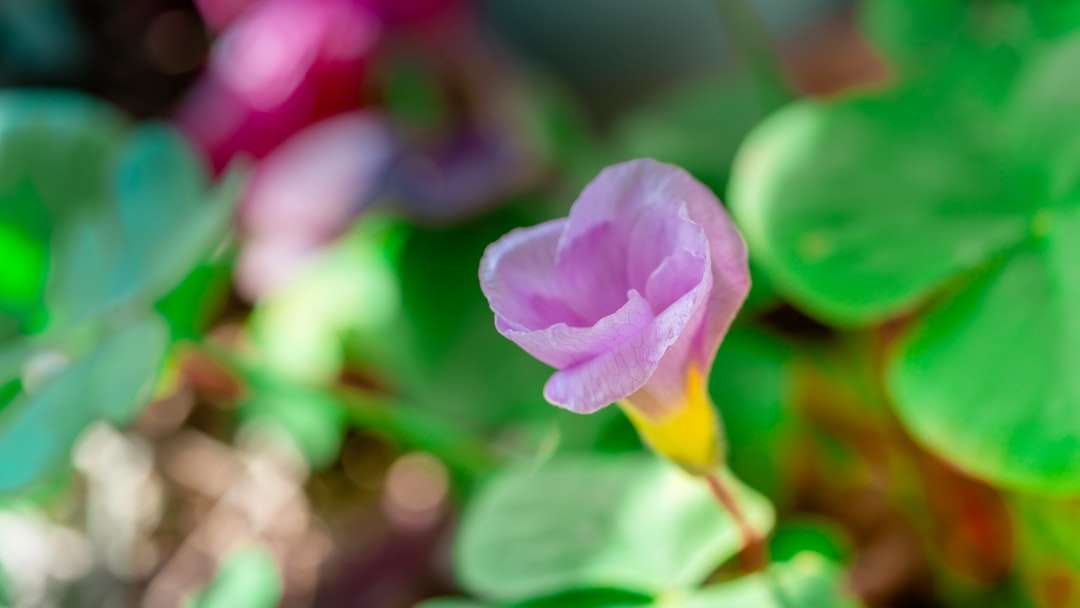 ροζ λουλούδι σε φακό μετατόπισης κλίσης παζλ online