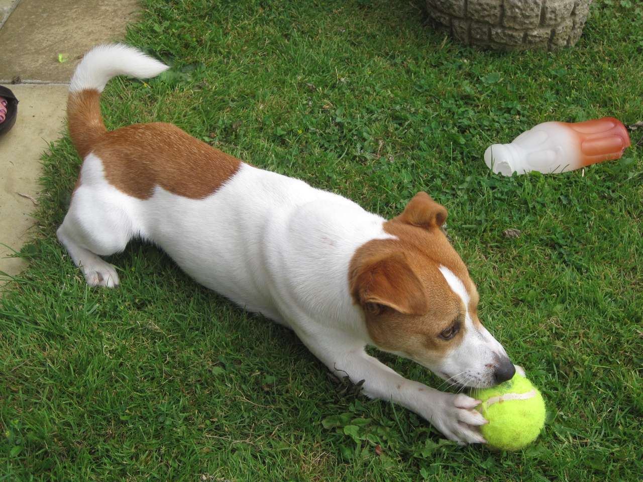 Adorable Jack Russell Terrier rompecabezas en línea