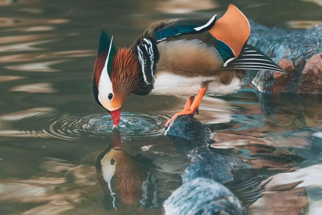 white black and orange duck on water jigsaw puzzle online