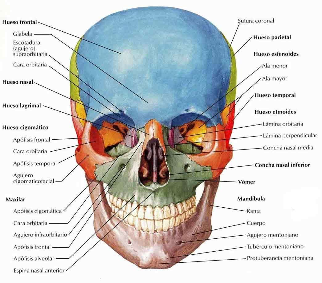 Schädel und Gesichtsknochen mit Namen Online-Puzzle