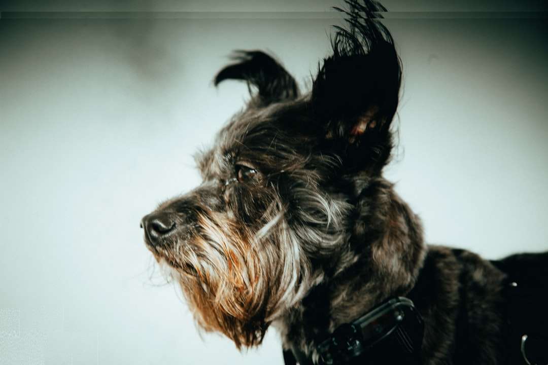 черно-коричневая длинношерстная маленькая собака онлайн-пазл
