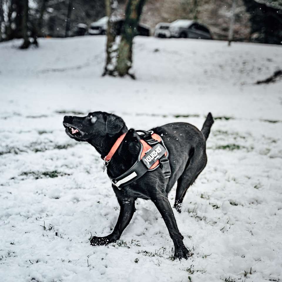 svart labrador retriever som kör på snötäckt mark Pussel online